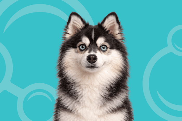 Pomsky Temperament and Grooming Considerations