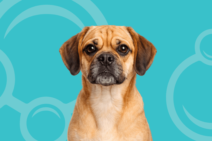 Puggle Temperament and Grooming Considerations