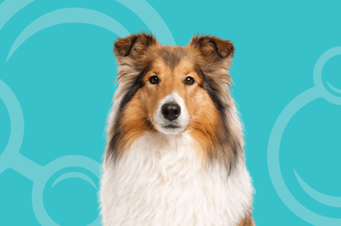 Rough Collie Temperament and Grooming Considerations