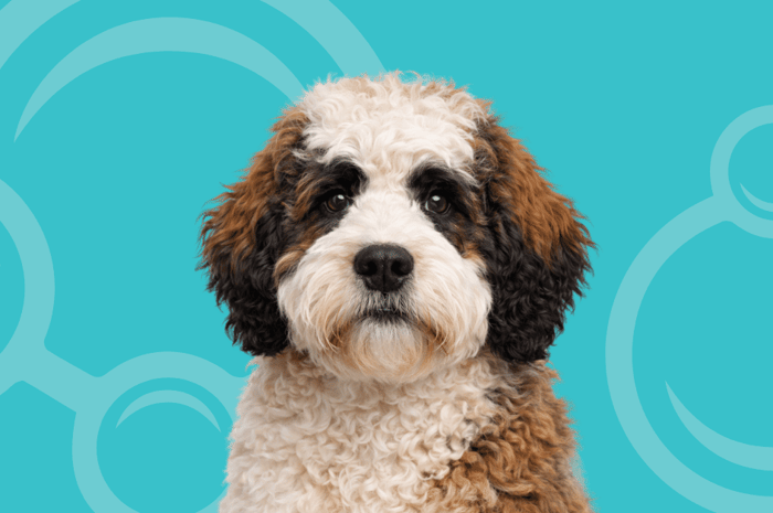 Saint Berdoodle Temperament and Grooming Considerations