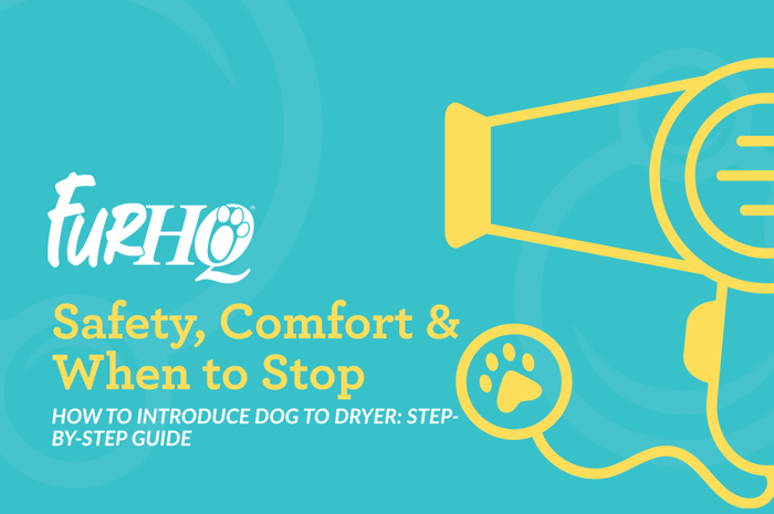 How to Introduce Dog to Dryer: Step-by-Step Guide