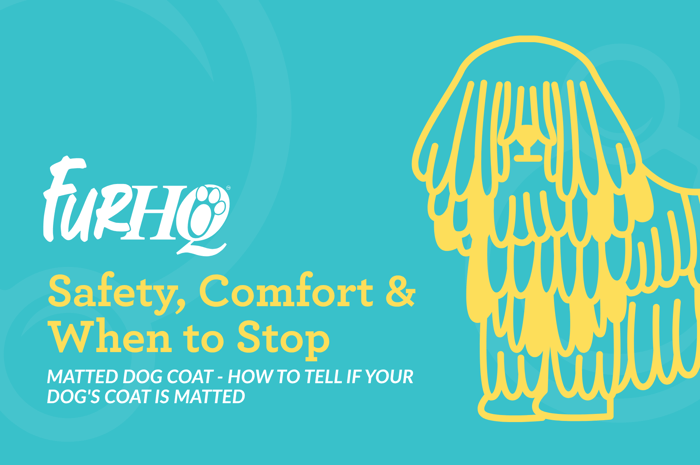 Matted Dog Coat - How to Tell If Your Dog's Coat Is Matted
