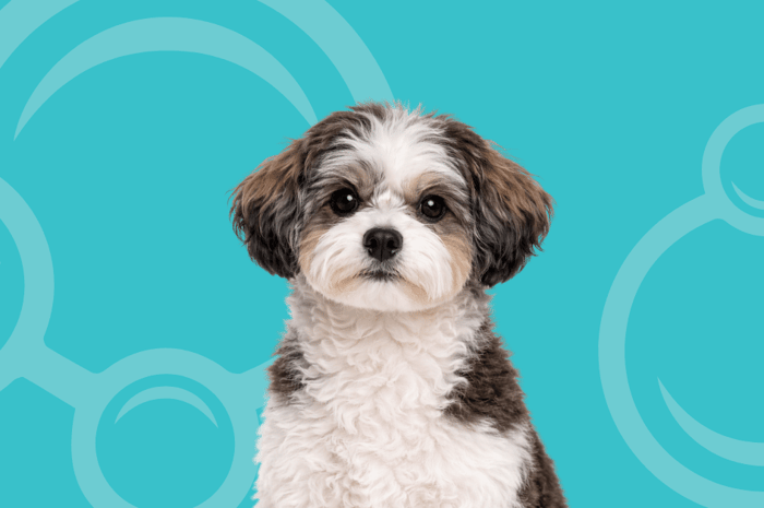 Shihpoo Temperament and Grooming Considerations