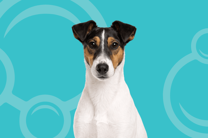Smooth Fox Terrier Temperament and Grooming Considerations