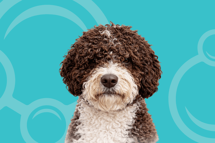 Spanish Water Dog Temperament and Grooming Considerations