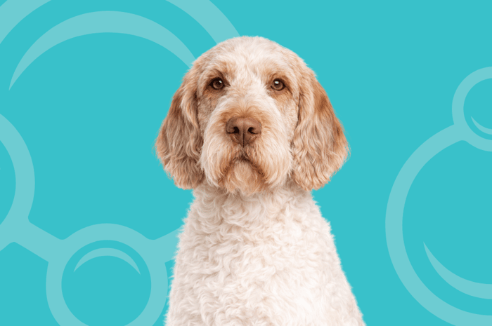 Spinone Italiano Temperament and Grooming Considerations