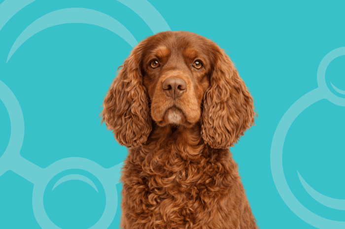 Sussex Spaniel Temperament and Grooming Considerations