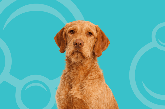 Wirehaired Vizsla Temperament and Grooming Considerations