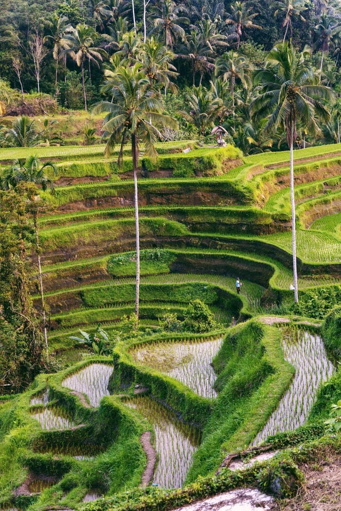 What Bali Taught Me About Vacation Hair Care for Locs