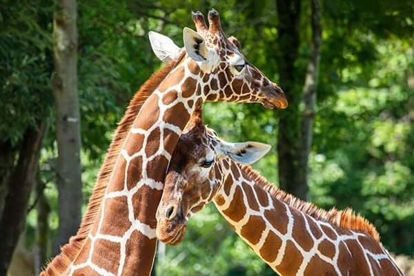 Summer Fun for Children With Special Needs at the St. Louis Zoo