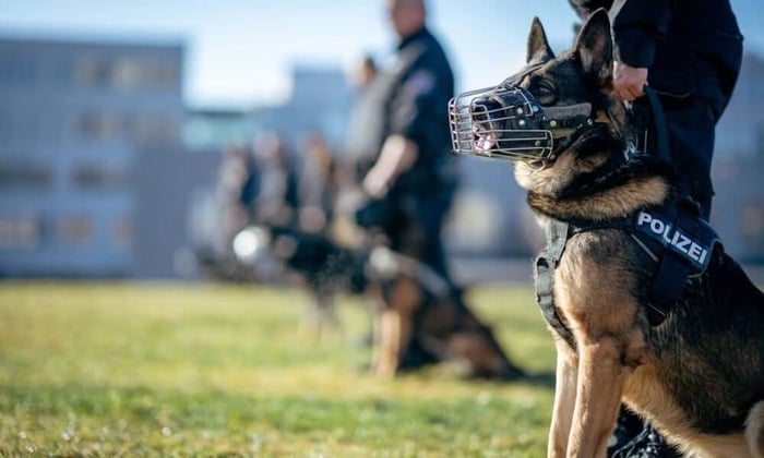 A German Shepherd police K9 wearing a muzzle and Polizei vest sitting attentively beside an officer during outdoor training