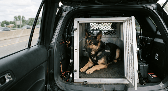 German Shepherd police K9 resting in a transport kennel inside a law enforcement vehicle, representing proper K9 unit travel checklist protocols for handlers