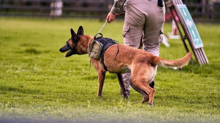 Belgian Malinois K9 in tactical vest on leash with handler during training, representing the police vehicle temperature risk working dogs face during every patrol shift.