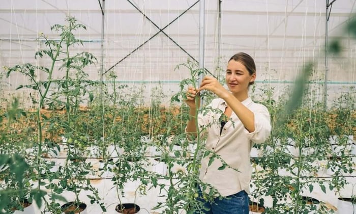 A woman tending to tomato plants inside a greenhouse, ideal for anyone starting out with gardening for beginners