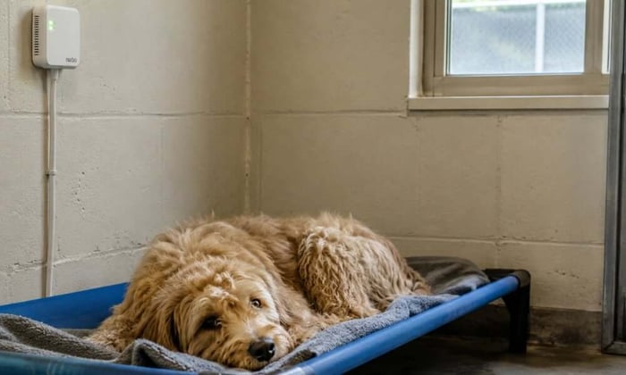 Cellular K9 heat stress monitoring sensor mounted in a dog kennel, sending temperature alerts over 4G independent of Wi-Fi.