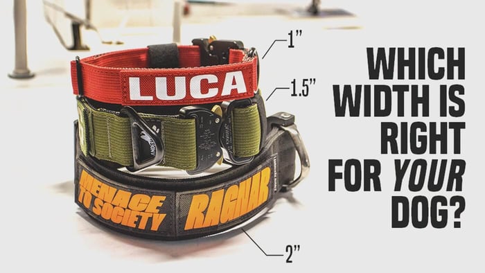 Which collar width is right for your dog?