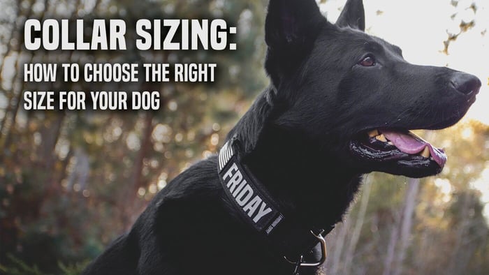 Dog Collar Sizing: How to choose the right size for your dog