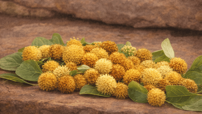 The Cadamba Flower — Golden Globes of Nectar