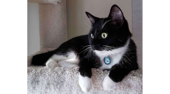 Reasons Why Cats Should Wear ID Tags