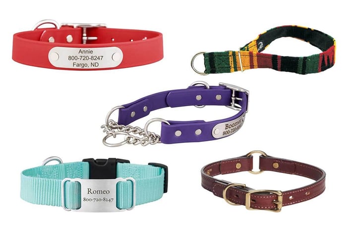 Types of Dog Collars Defined