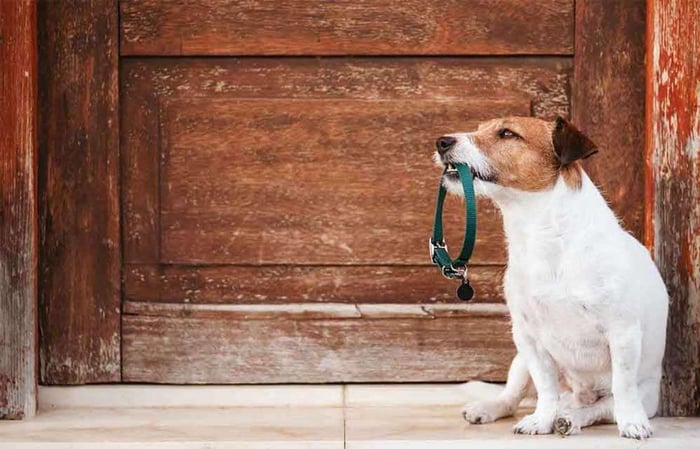 How To Choose the Right Dog Collar 2026 Pack Leader’s Guide