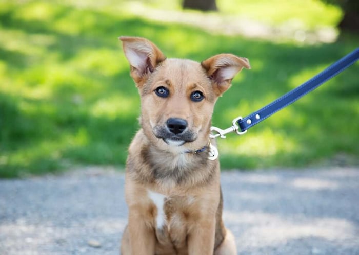 What to Do if Your Dog Won’t Listen