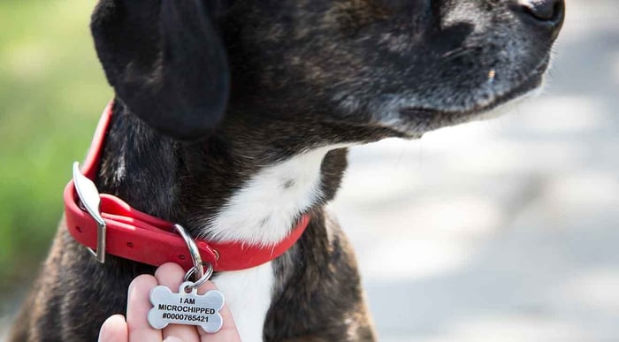 Microchip Dog ID Tags to Keep Your Pet Safe