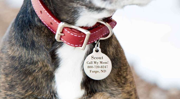 Reunited and It Feels So Good: Your Pet Needs ID