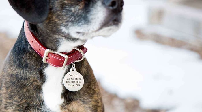 The Importance of Dog ID Tags - Health and Safety