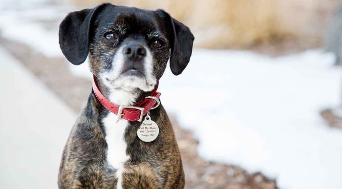 How ID Tags Can Save Your Dog's Life