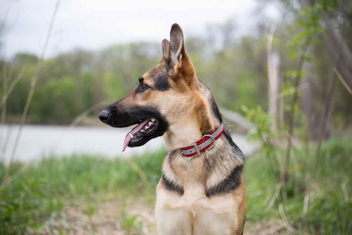 Waterproof Reflective Dog Collars From dogIDs