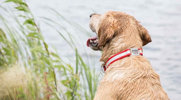 Personalized Reflective ScruffTag Dog Collars