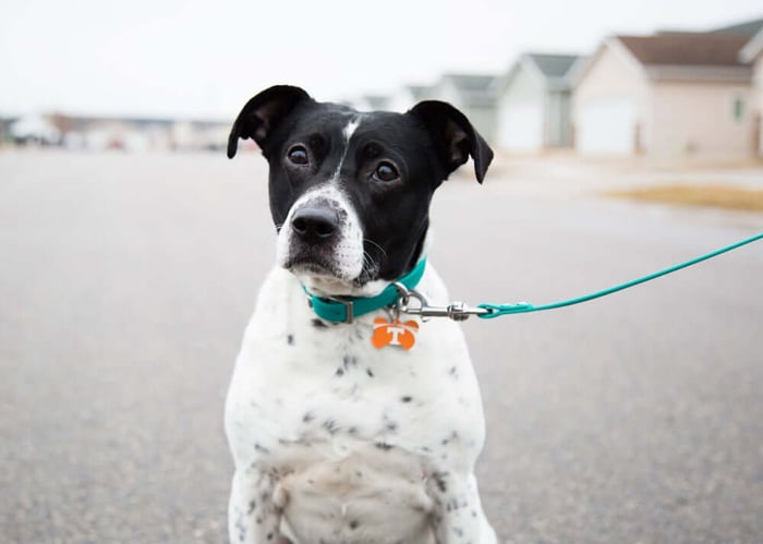 Show Team Spirit With Your Dog During March Madness