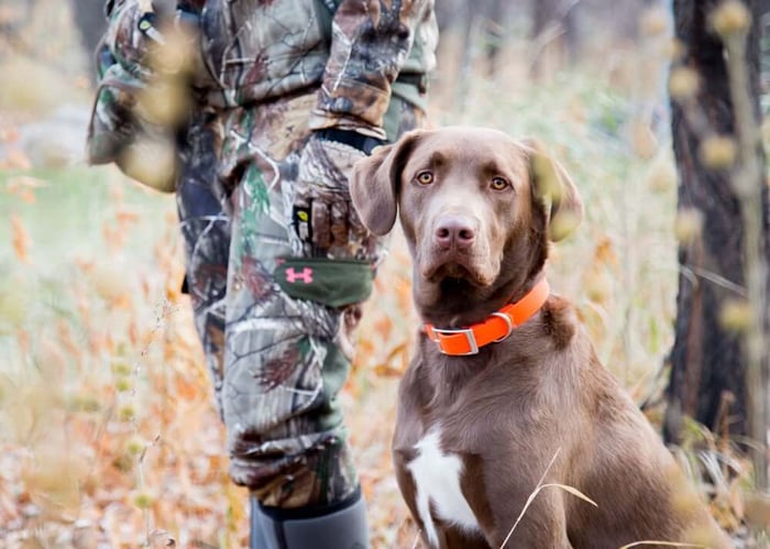 5 Safety Tips to Practice with Hunting Dogs