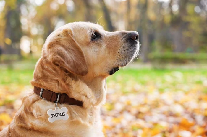 5 Best Dog Tags of 2024: Comprehensive Review and Buyer’s Guide