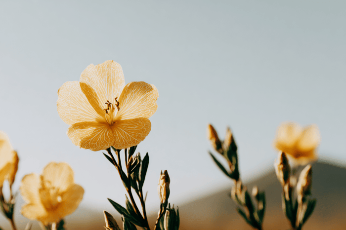 Gelbe Blute der Gemeinen Nachtkerze (Oenothera biennis), Heilpflanze des Jahres 2026 und botanischer Ursprung von Nachtkerzenöl