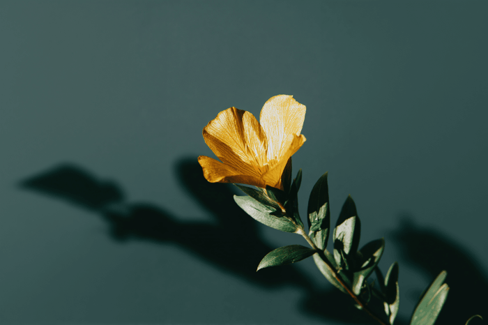 Nachtkerzenöl Kapseln kaufen - Blüte der Nachtkerze