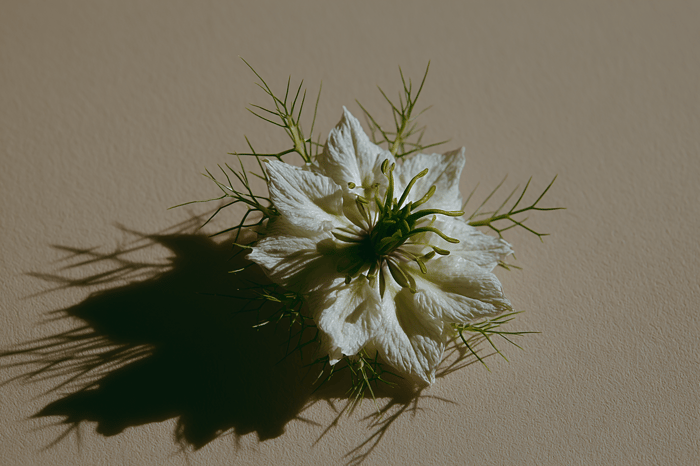 Schwarzkümmelöl Inhaltsstoffe: Mehr als nur Thymochinon