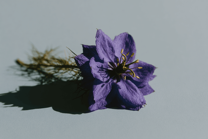 Schwarzkümmelöl Inhaltsstoffe- Nigella Sativa Pflanze