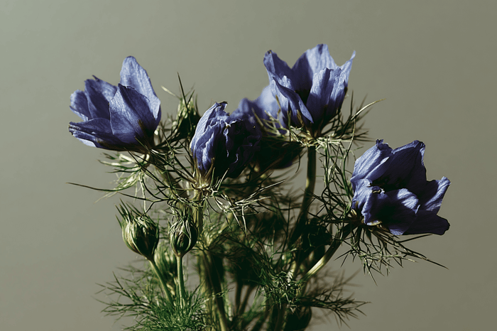 Schwarzkümmelöl Kapseln - Nigella Sativa Pflanze
