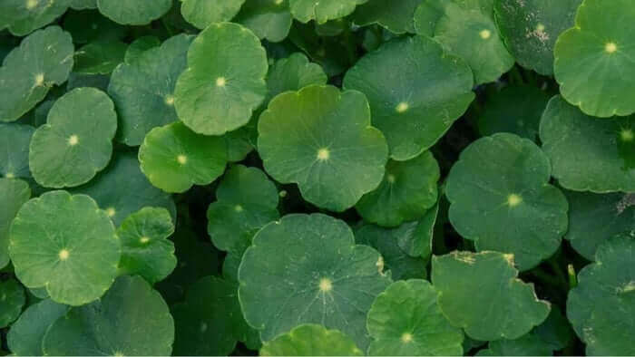 Fresh green centella asiatica leaves with distinctive circular shape and natural texture, key ingredient in cica skincare products