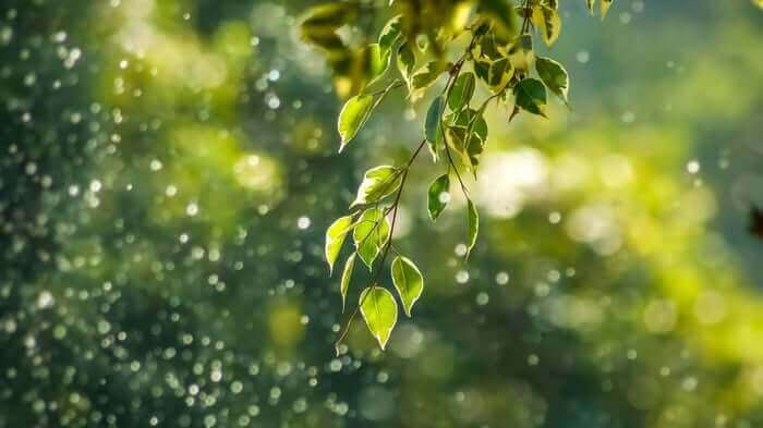 Fresh green leaves hanging in dappled sunlight with water droplets, representing nature's gentle skincare wisdom