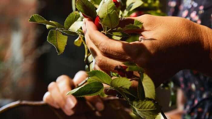 Hands gently holding fresh green plant leaves with serrated edges, symbolizing natural skincare ingredients and sustainable beauty practices