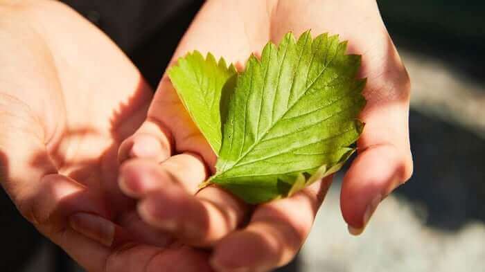 Cupped hands gently holding a fresh green leaf in natural sunlight, symbolizing organic skincare ingredients