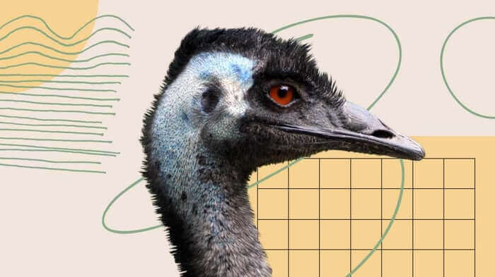 Emu head in profile with orange eye against abstract geometric background with charts and graphs