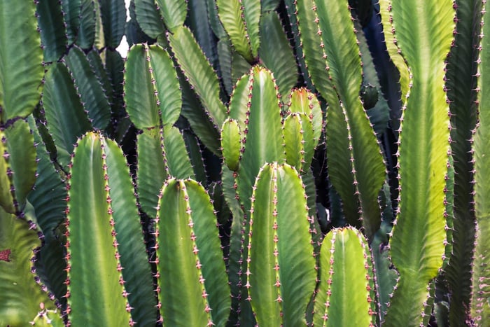 Close-up of succulent cactus leaves with ridged textures and natural water storage, representing skin hydration concepts