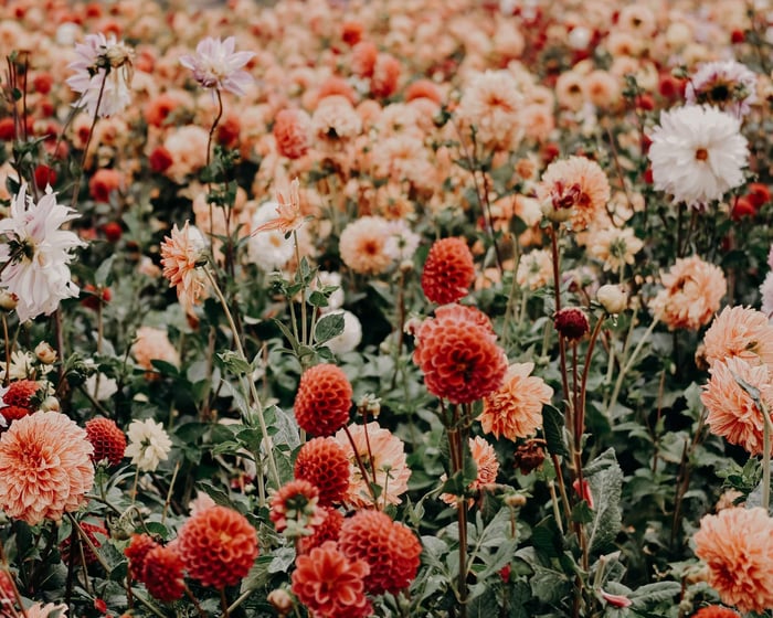 Vibrant dahlia flowers in coral, red and white blooms representing natural botanical ingredients for sensitive skin care