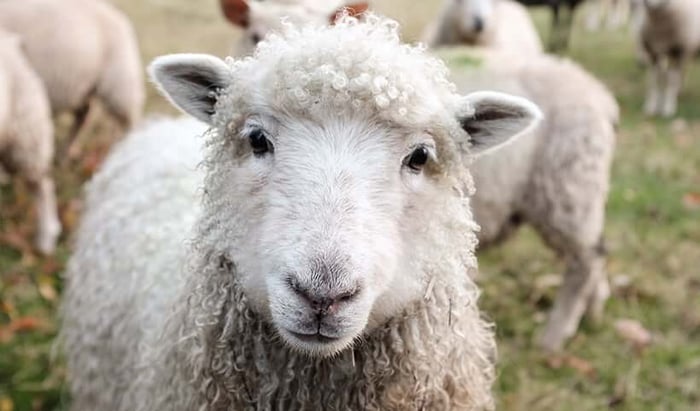 White sheep with curly wool coat looking at camera in pastoral setting, representing natural lanolin source for skincare