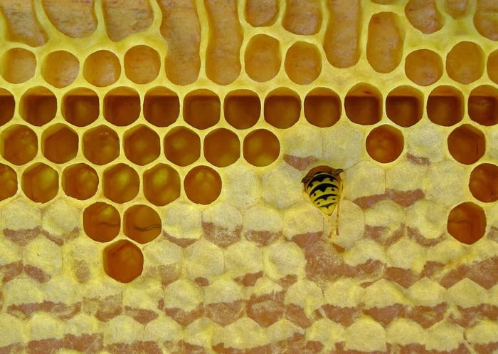 Natural honeycomb with bee showing beeswax structure, an animal-derived ingredient to avoid in vegan skincare