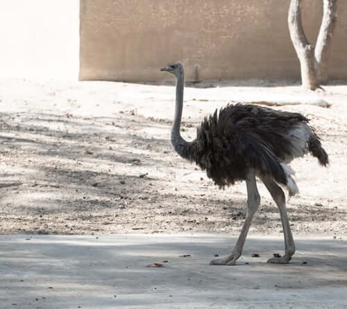 Large emu bird walking on sandy ground, the source of emu oil used in some cosmetic products